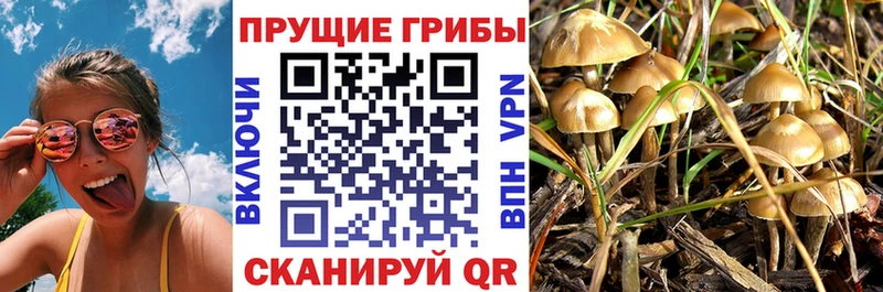 blacksprut рабочий сайт  Камень-на-Оби  Псилоцибиновые грибы Magic Shrooms  наркотики 